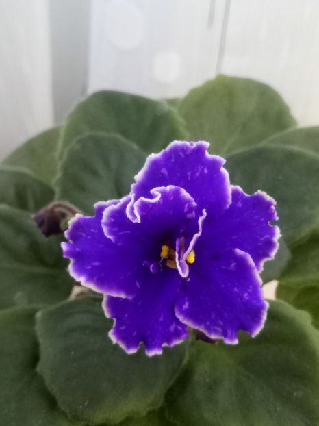 10 oct - ZZ Grape Glory