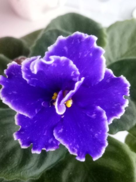 10 oct - ZZ Grape Glory