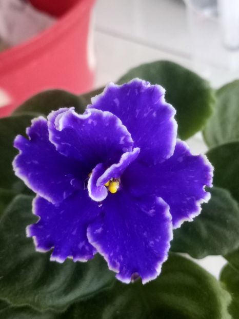 10 oct - ZZ Grape Glory