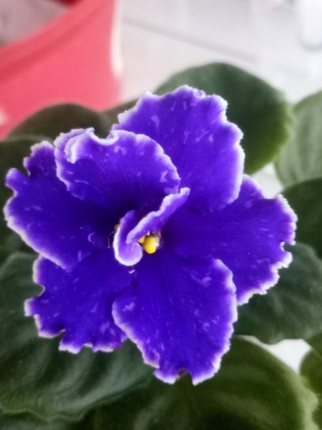 10 oct - ZZ Grape Glory