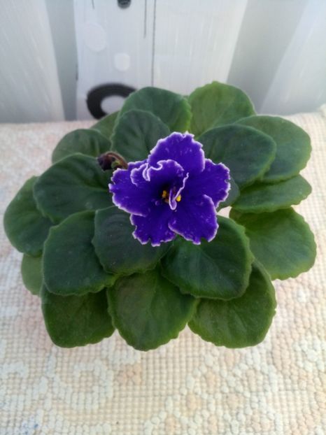 10 oct - ZZ Grape Glory