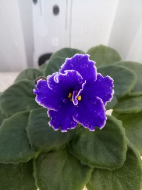 10 oct - ZZ Grape Glory