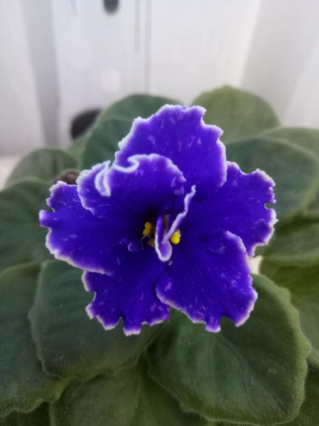 10 oct - ZZ Grape Glory