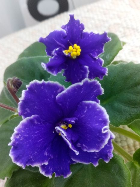 16 oct - ZZ Grape Glory