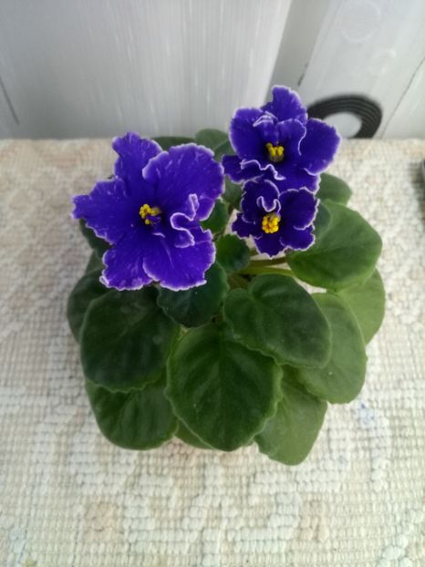 24 oct - ZZ Grape Glory