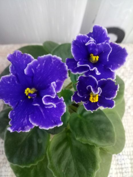 24 oct - ZZ Grape Glory