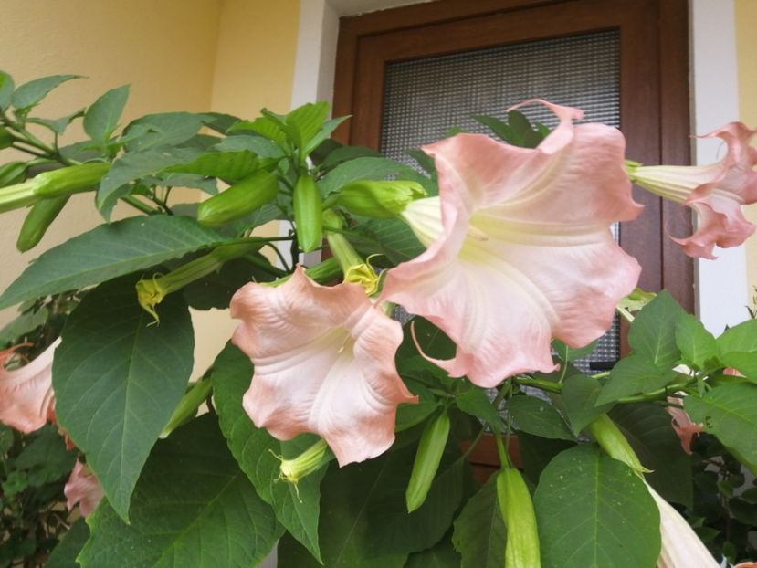  - Brugmansia