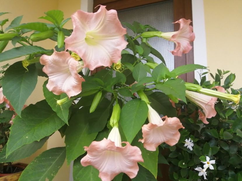  - Brugmansia