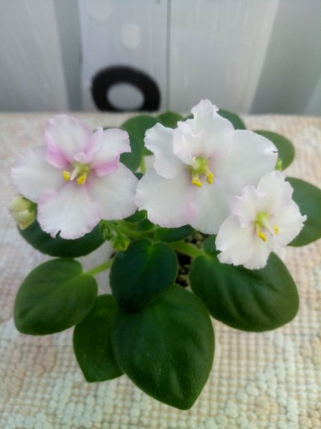 10 oct - ZZ Ness Sheer Peace