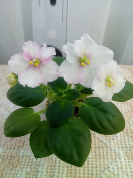 10 oct - ZZ Ness Sheer Peace