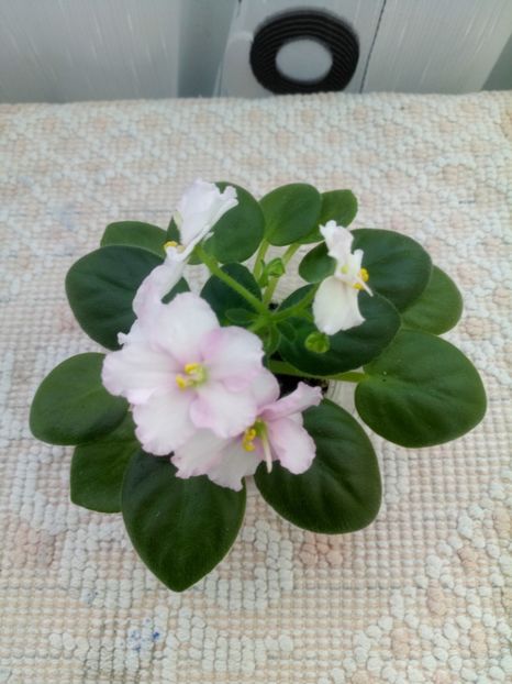 16 oct - ZZ Ness Sheer Peace