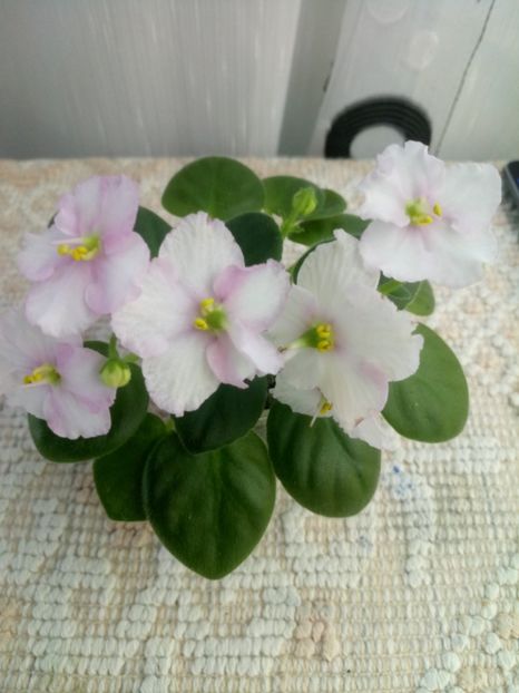 24 oct - ZZ Ness Sheer Peace