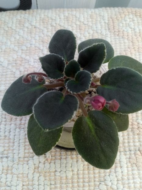 10 oct - ZZ Mac s Strawberry Sundae