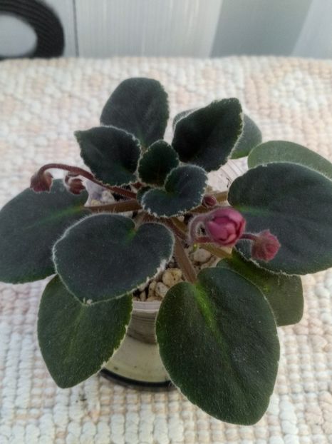 10 oct - ZZ Mac s Strawberry Sundae