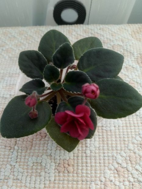 16 oct - ZZ Mac s Strawberry Sundae