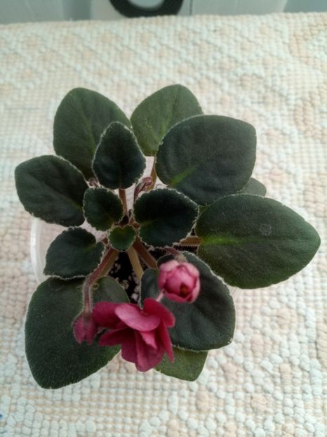 16 oct - ZZ Mac s Strawberry Sundae