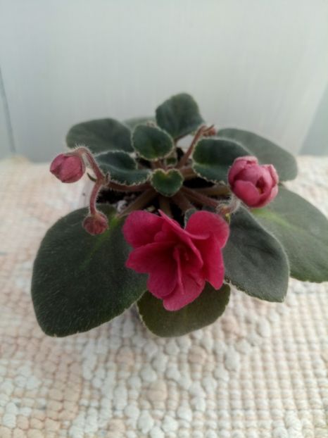 16 oct - ZZ Mac s Strawberry Sundae