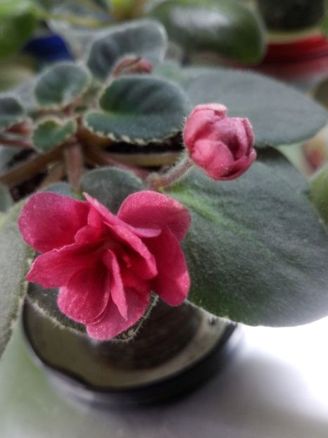 16 oct - ZZ Mac s Strawberry Sundae