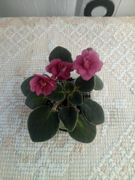 24 oct - ZZ Mac s Strawberry Sundae