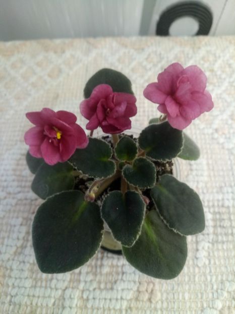 24 oct - ZZ Mac s Strawberry Sundae