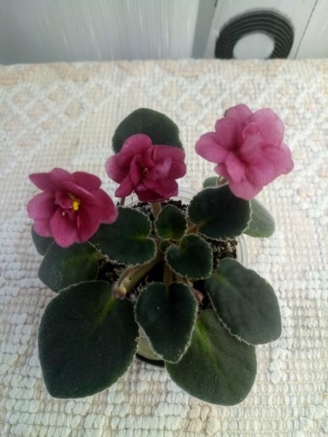 24 oct - ZZ Mac s Strawberry Sundae