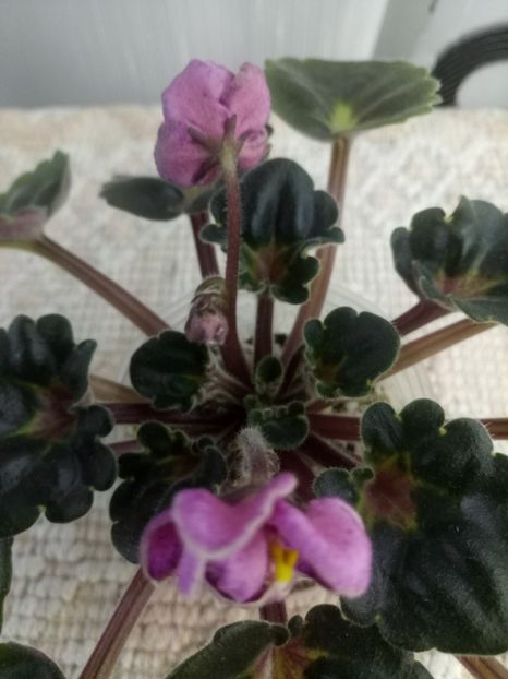 24 oct - Ma s Melody Girl