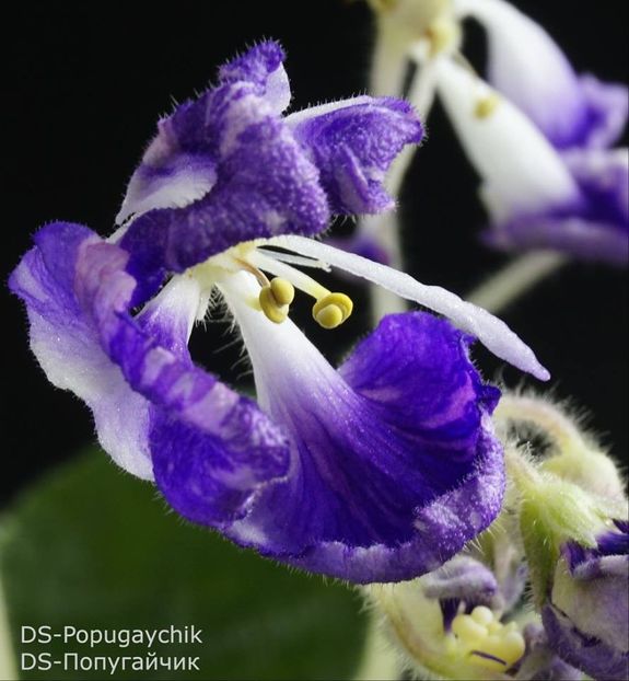 DS-Popugaychik poza net - ZZ DS Popougichick