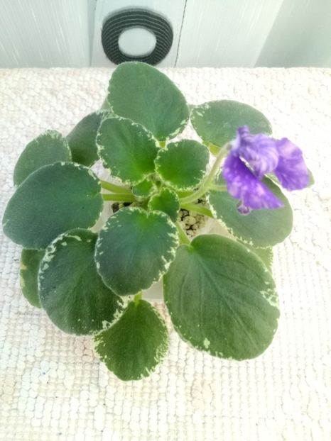 1 oct - ZZ DS Popougichick