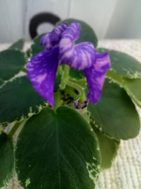 1 oct - ZZ DS Popougichick