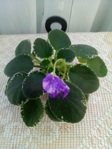 10 oct - ZZ DS Popougichick