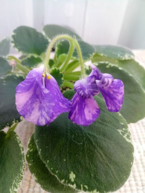 10 oct - ZZ DS Popougichick