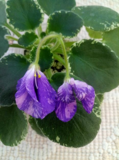 10 oct - ZZ DS Popougichick