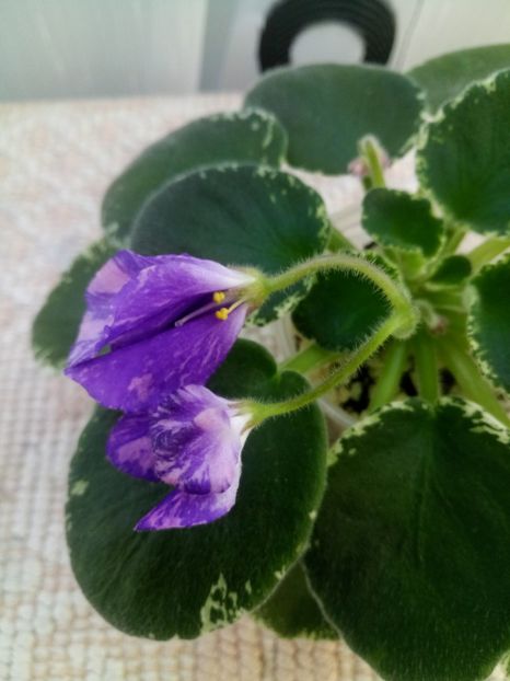 10 oct - ZZ DS Popougichick