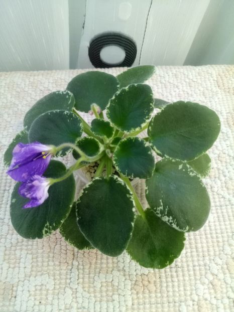 10 oct - ZZ DS Popougichick