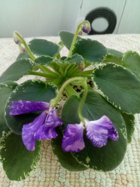 16 oct - ZZ DS Popougichick