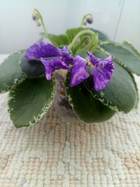 16 oct - ZZ DS Popougichick