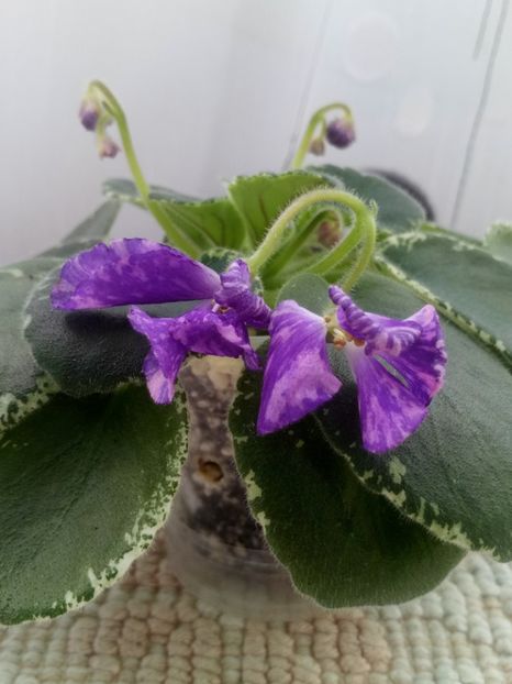 16 oct - ZZ DS Popougichick