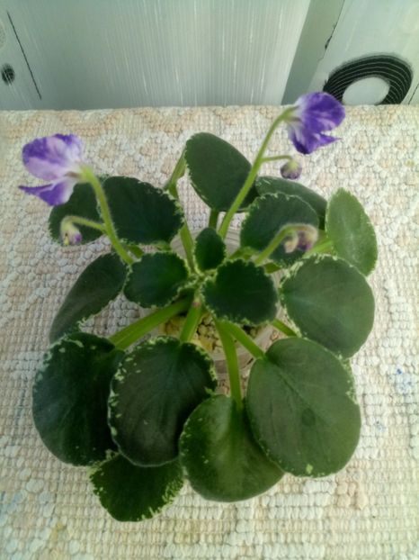 24 oct - ZZ DS Popougichick