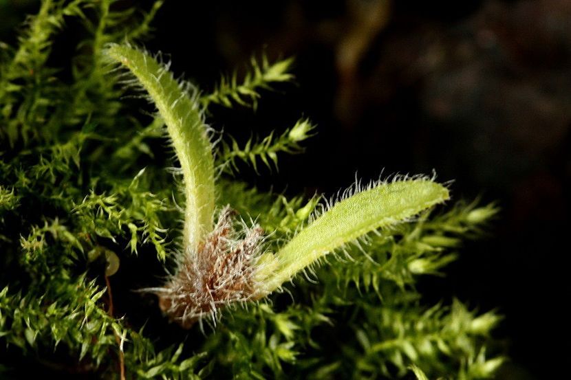 24.10.19 - 2 Inradacinare tija florala