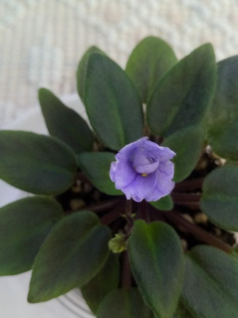 1 oct - LE Goluboy Dunay