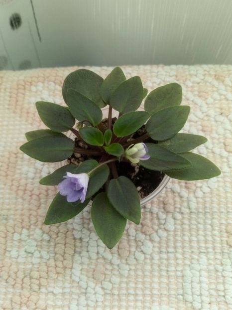 16 oct - LE Goluboy Dunay