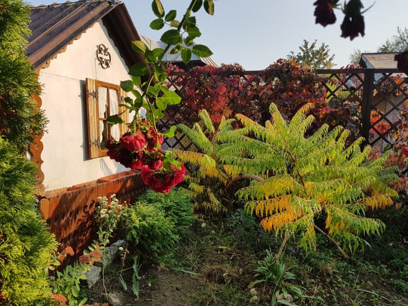  - 2019 Vara si Toamna