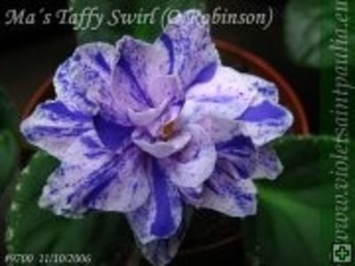 Ma s Taffy Swirl poza net - ZZ Ma s Taffy Swirl