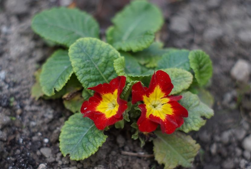  - OCTOMBRIE 2019- OCTOMBRIE 2020