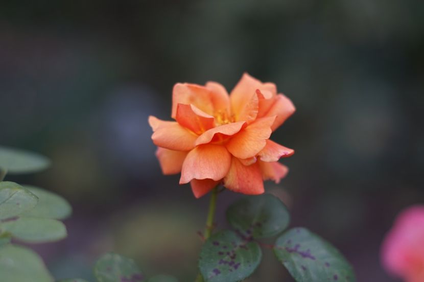  - OCTOMBRIE 2019- OCTOMBRIE 2020