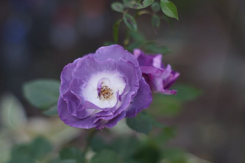  - OCTOMBRIE 2019- OCTOMBRIE 2020