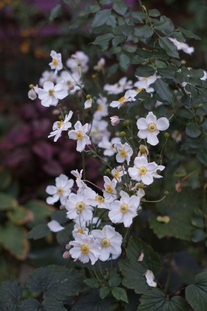  - OCTOMBRIE 2019- OCTOMBRIE 2020