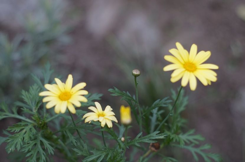  - OCTOMBRIE 2019- OCTOMBRIE 2020