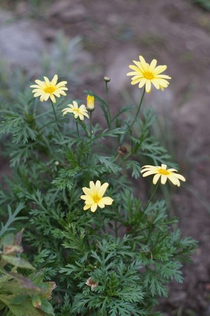  - OCTOMBRIE 2019- OCTOMBRIE 2020