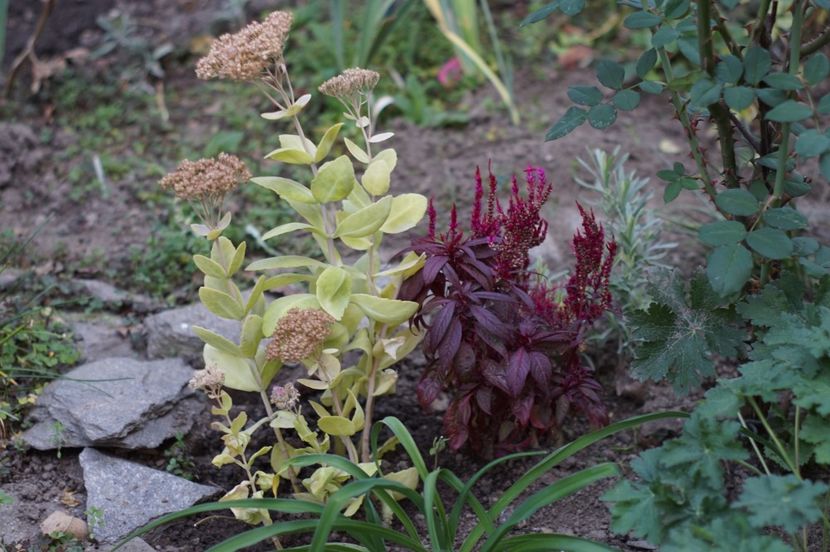  - OCTOMBRIE 2019- OCTOMBRIE 2020